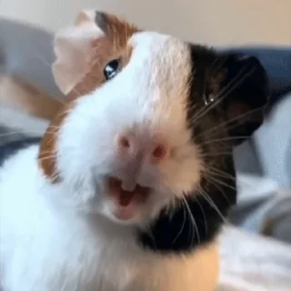 🐹