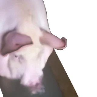 🐷