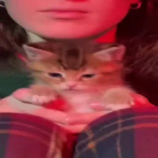 🐈