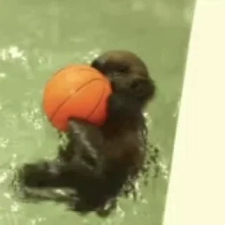 🏀