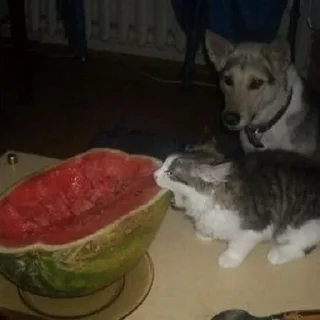 🍉