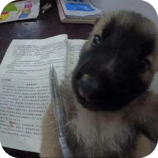 🐶