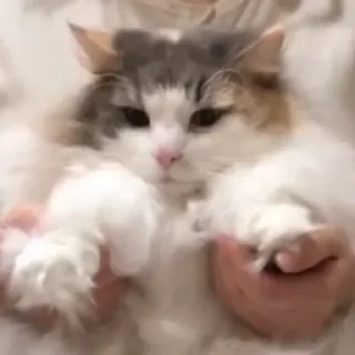 😻