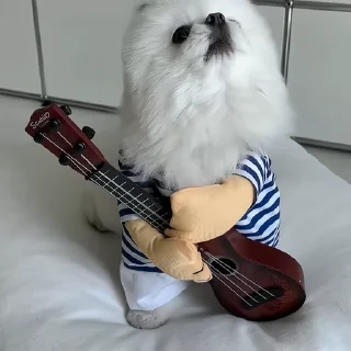 🐶
