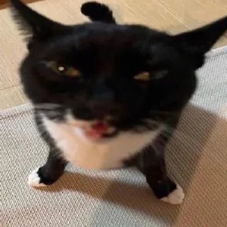 😺