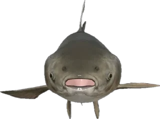 🐟