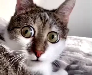 🙀