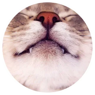 Nice Cats @stickersb2b