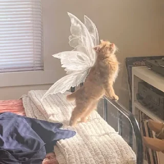 🐈