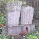 🐔