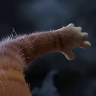 🙀