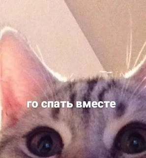 🐱
