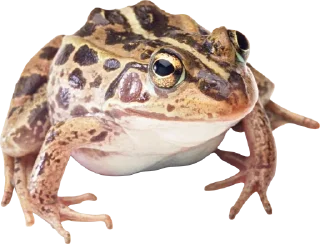 🐸