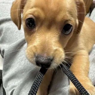 🥺