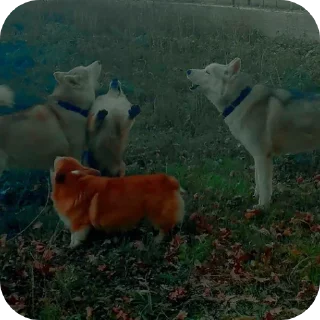 🐶