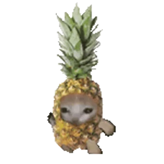 🐈