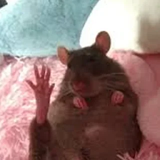 👋