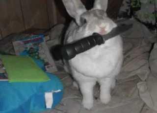 🐇