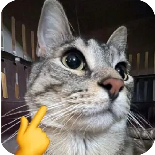 🐱