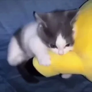 🌟