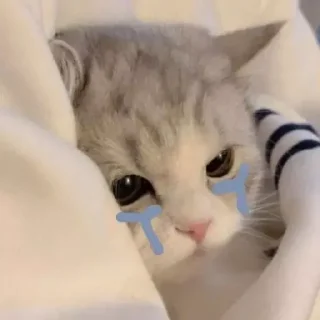 😿
