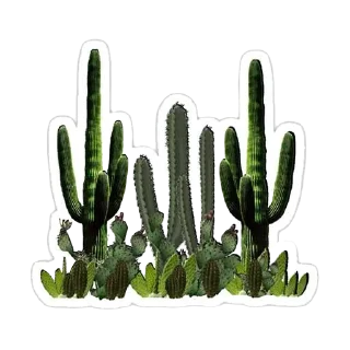 🌵