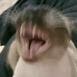 😂