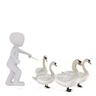 🦢
