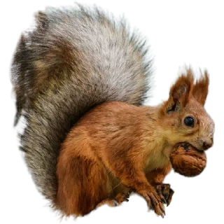 🌰