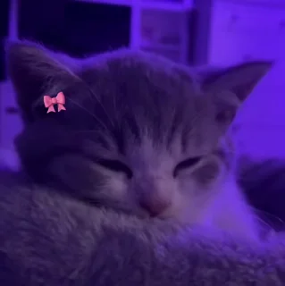 🐱