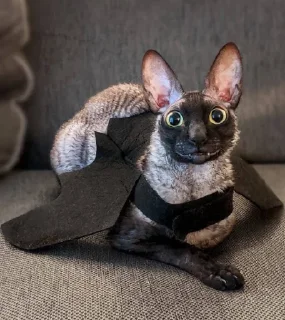 🦇