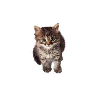 🐱