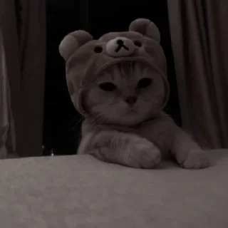 ✨