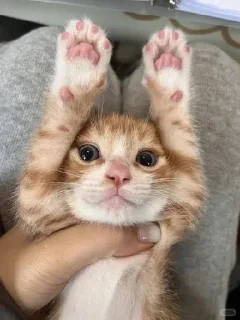 🌟