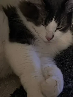 🌟