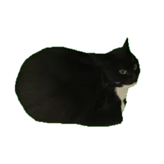 Cat @twiit