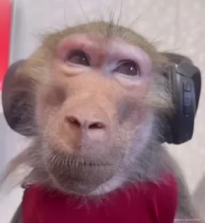 🎧