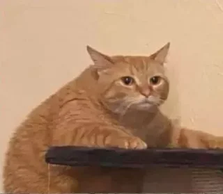 🐶