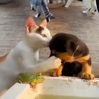 🐈