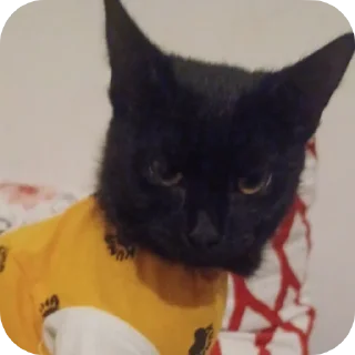 🐱