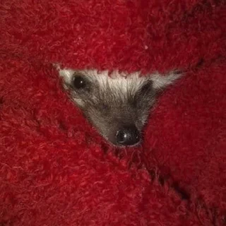🤫