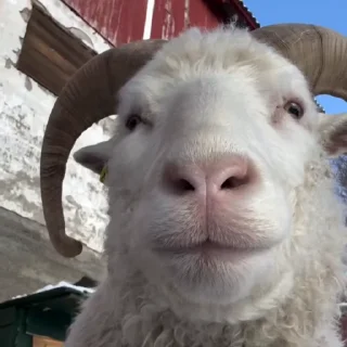 🐏