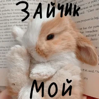 🐰