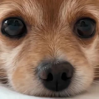 🐶