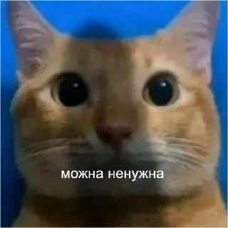 😿