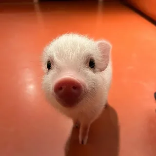 🐷