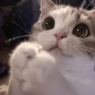 🐾