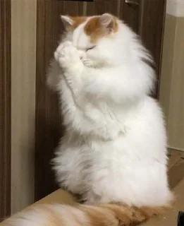 🤲