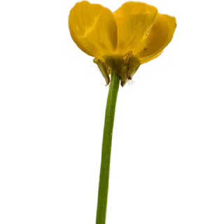 🌼