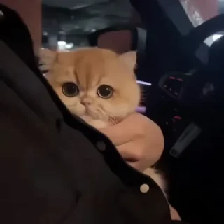 🐈‍⬛️